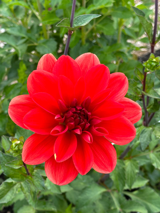 Red Beauty Dahlia Tuber