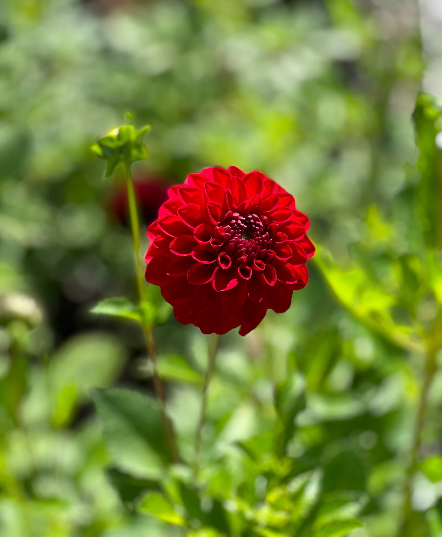 Red Symphony Dahlia Tuber