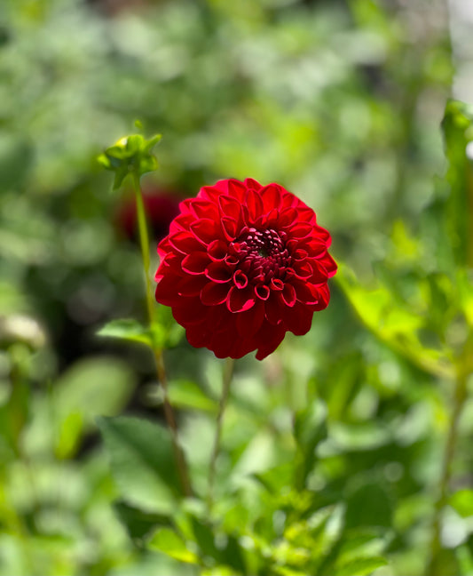 Red Symphony Dahlia Tuber