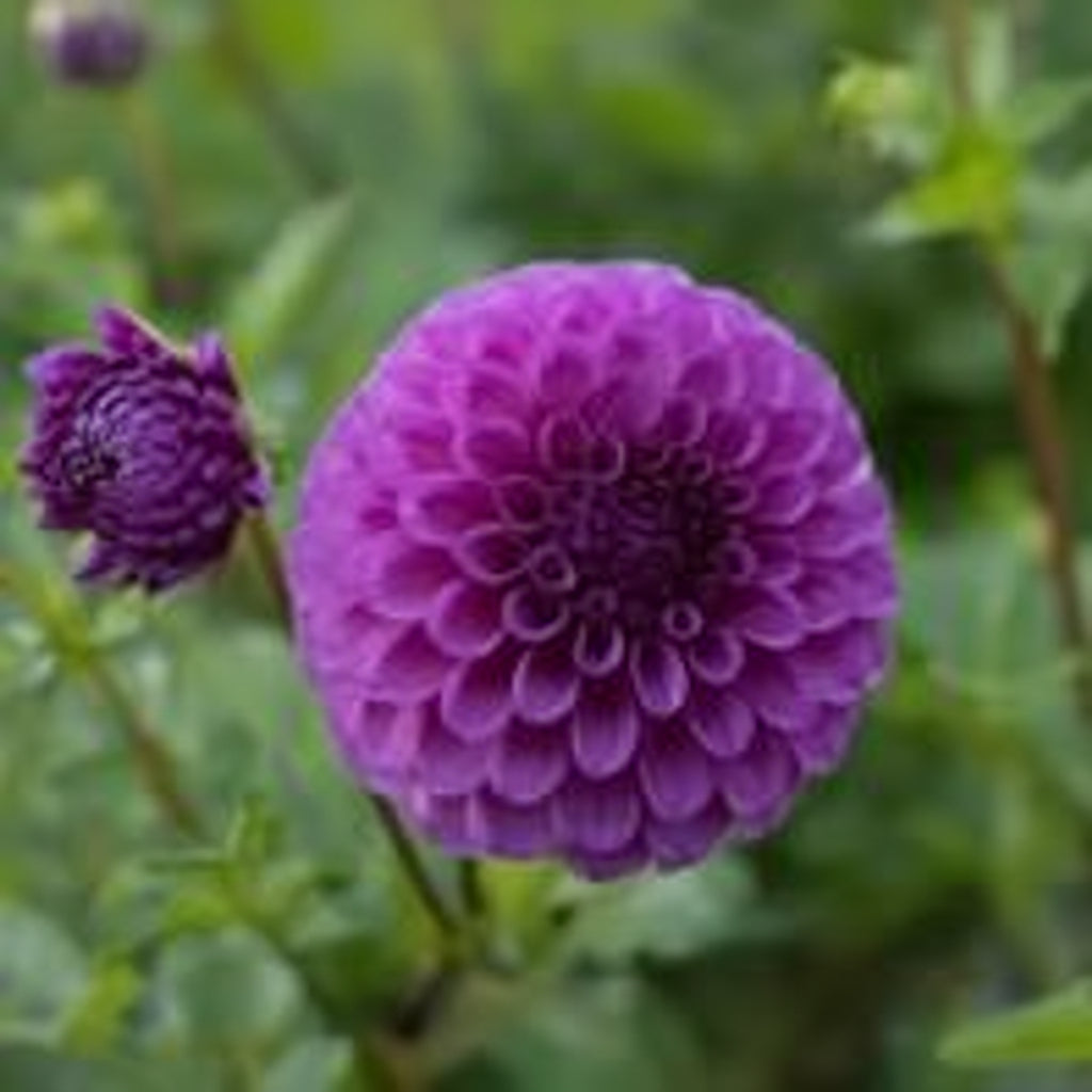 Robann Royal Dahlia Tuber
