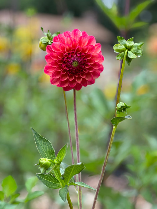 Robinhood Dahlia Tuber