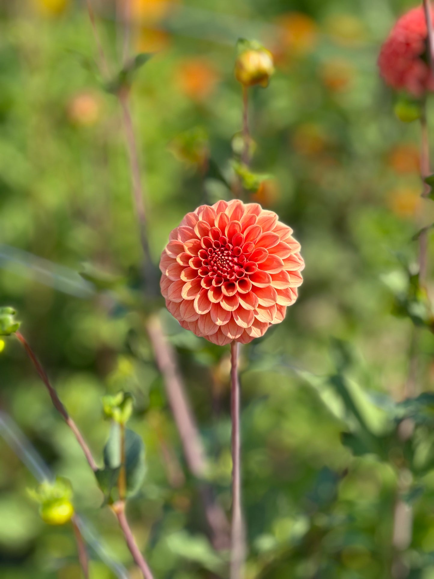 Rose Toscano Dahlia Tuber