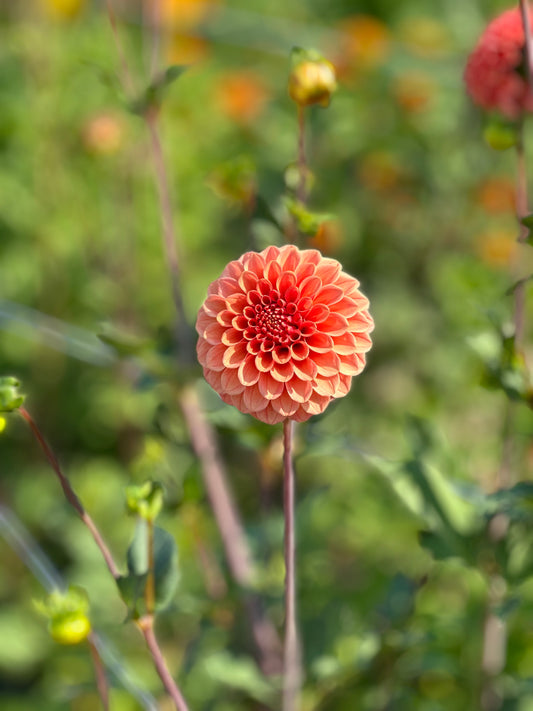 Rose Toscano Dahlia Tuber