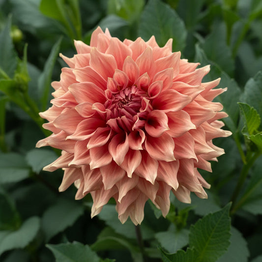 Sierra Glow Dahlia Tuber