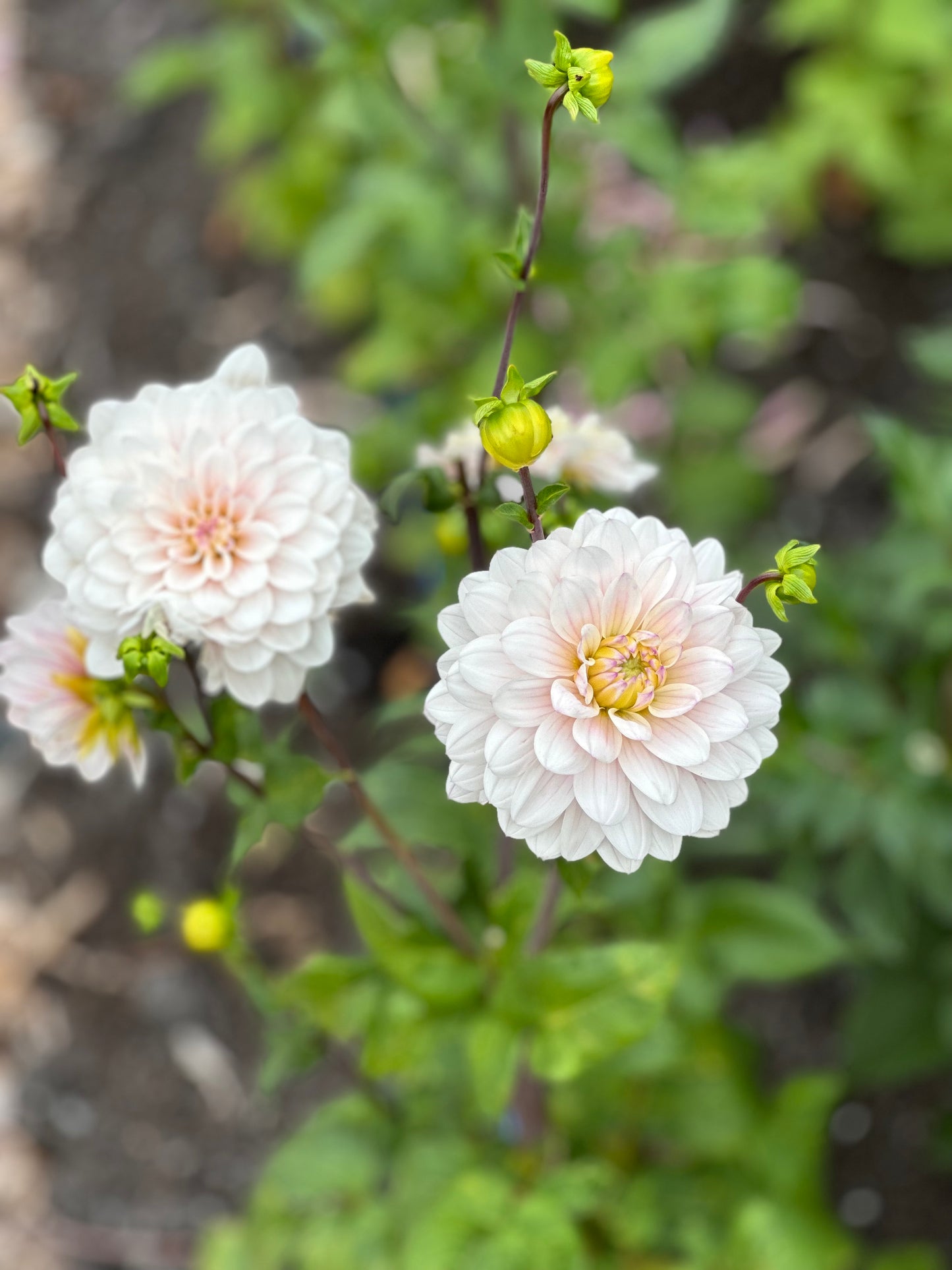 Silver Years Dahlia Tuber