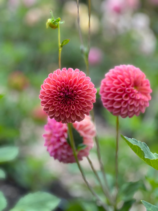 Snoho JoJo Dahlia Tuber