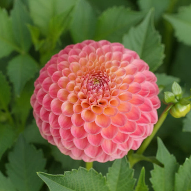 Snoho Doris Dahlia Tuber