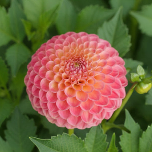 Snoho Doris Dahlia Tuber