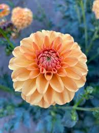 Sugar Daddy Dahlia Tuber