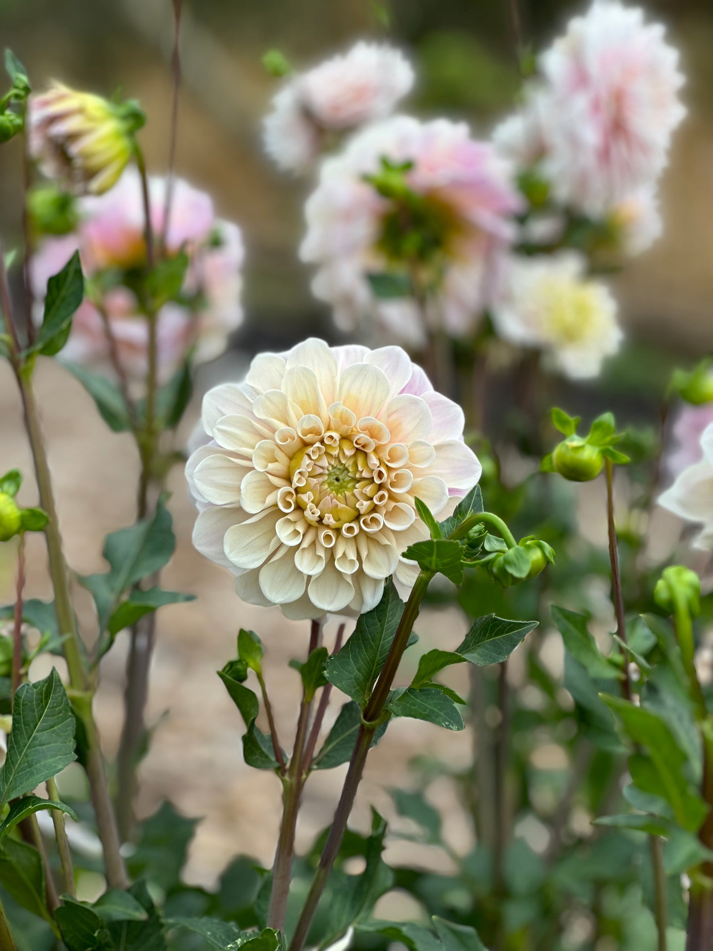 Sweet Nathalie Dahlia Tuber