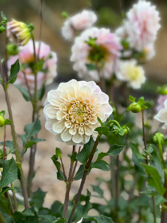 Sweet Nathalie Dahlia Tuber