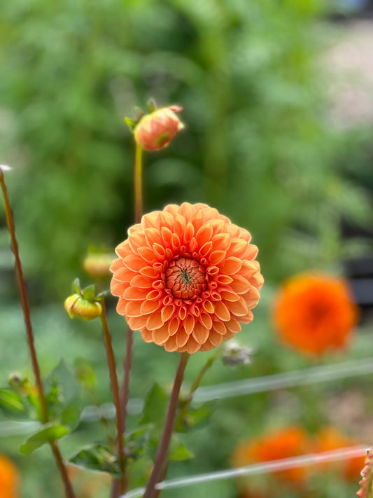 Sylvia Dahlia Tuber