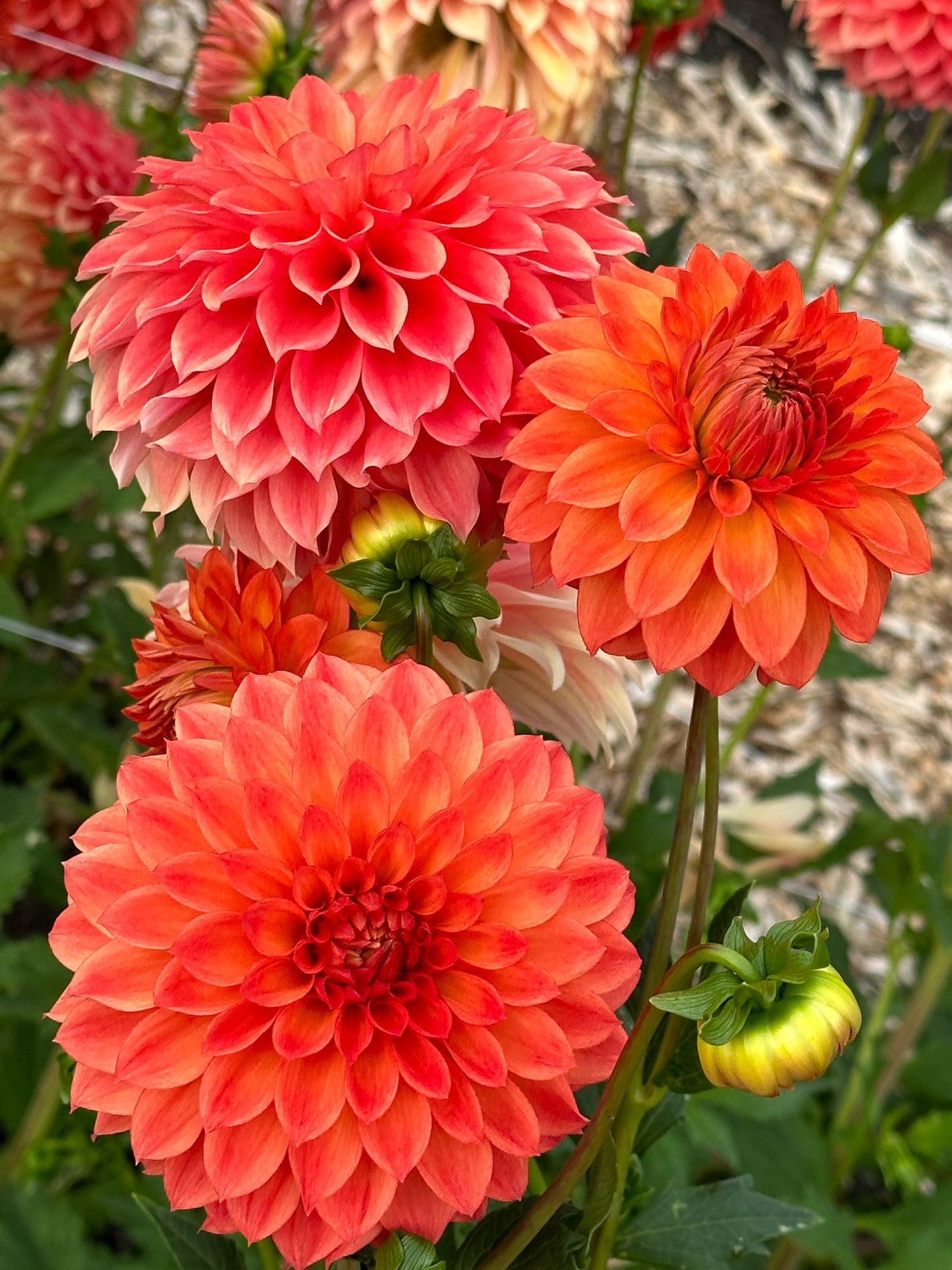Tahoma Tiger Dahlia Tuber