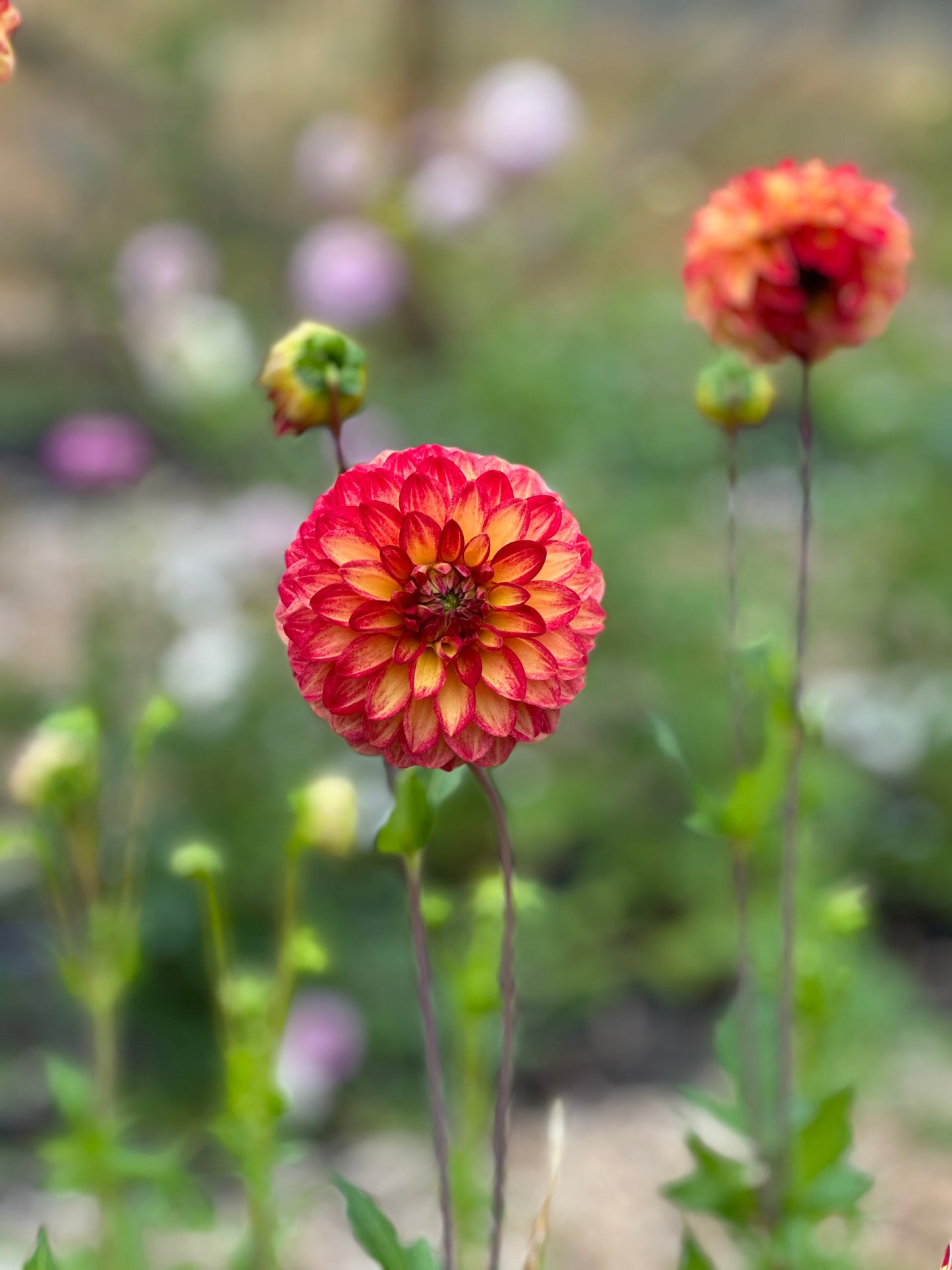 Tahoma Vivian Dahlia Tuber