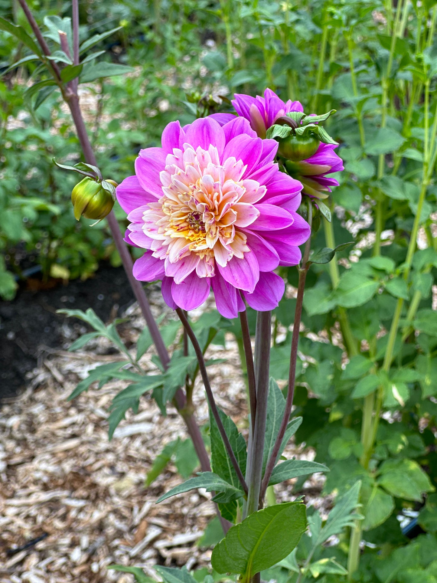 Take Off Dahlia Tuber