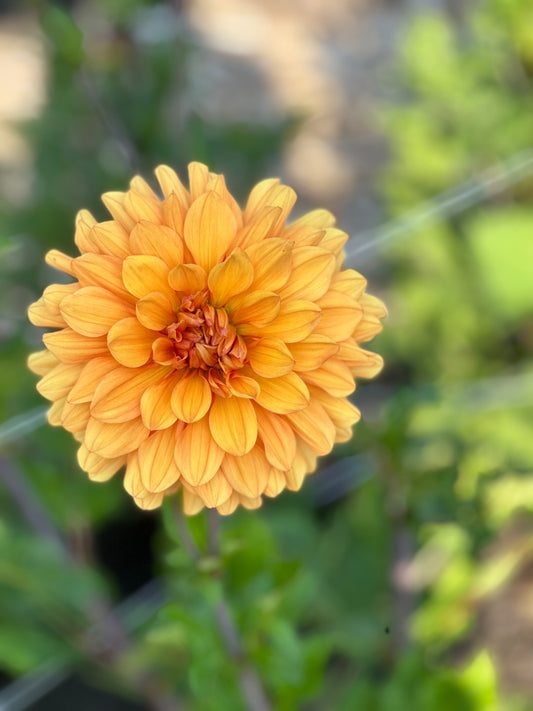 Tangerine Beauty Dahlia Tuber