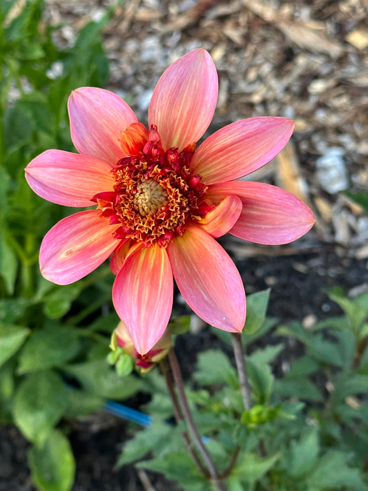 Totally Tangerine Dahlia Tuber