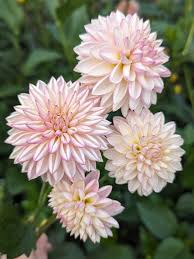 Valley Porcupine Dahlia Tuber
