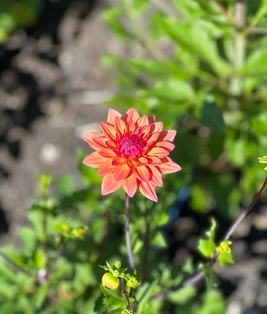 Vrouwe Jacoba Dahlia Tuber