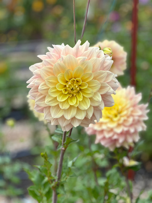 Wyn's New Pastel Dahlia Tuber