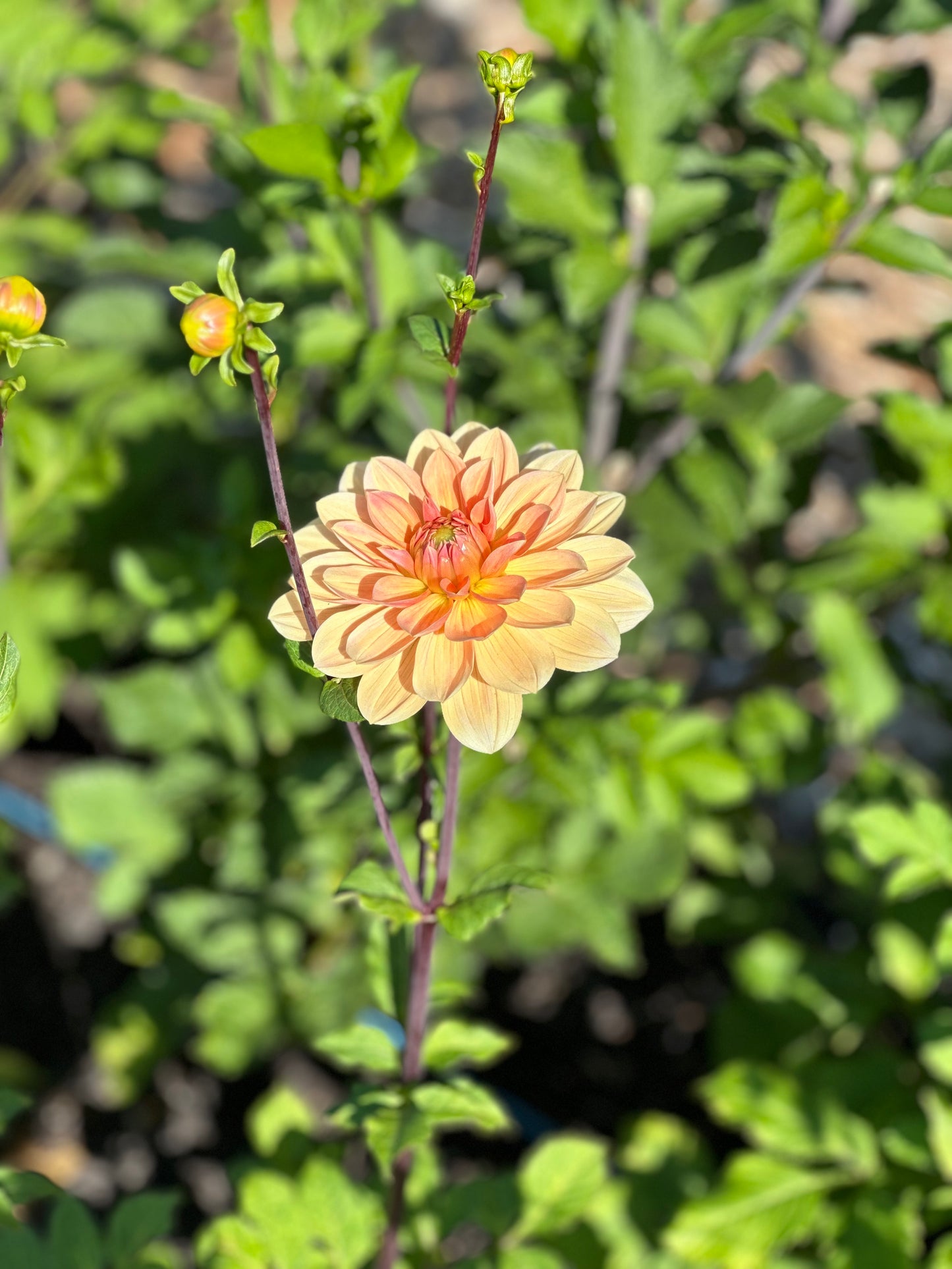 Yvonne Dahlia Tuber